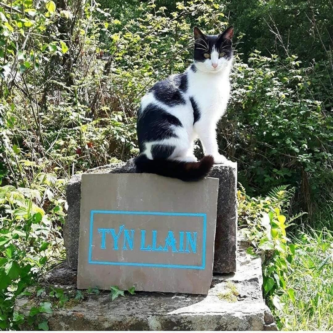 Tyn Llain B&B Llanfflewyn Zewnętrze zdjęcie